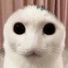 Bad Cat